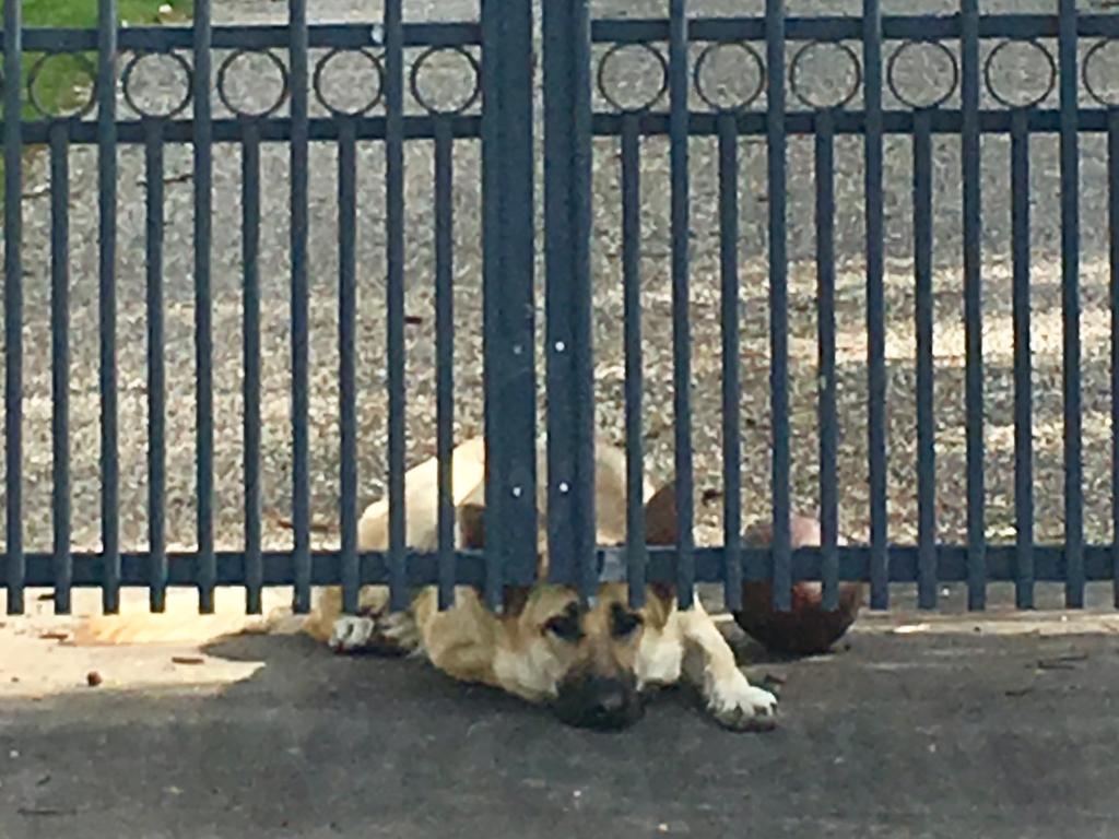 The missing pilot’s dog waits forlornly at the front gate of his northern Gold Coast home. Picture: Greg Stolz