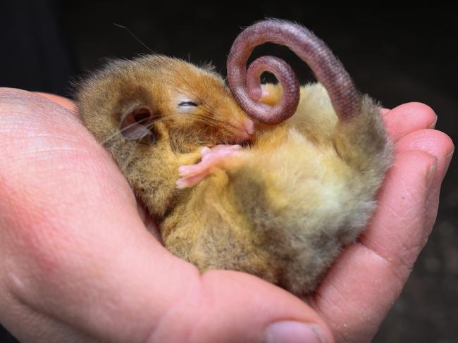 Simply irresistible. Poola (female) snuggles contently into the hands of wildlife ranger Alicia Aitken. Picture: David Caird