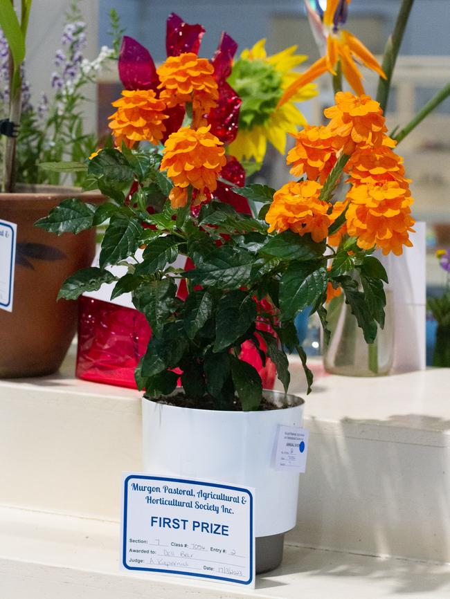 A blue ribbon winner in the flower competition at the 2023 Murgon Show.