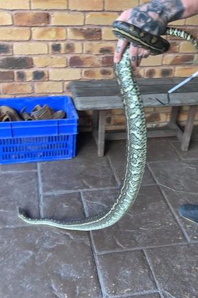 Photo courtesy Brisbane Snake Catchers. Phone 0434 146109. www.brisbane-snake-catcher.com.au