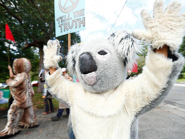 A koala marched with the Extinction Rebellion group at Mullumbimby during polling day. Picture: Danielle Smith