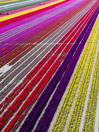 ESCAPE: KONYA, TURKEY - APRIL 13: Colorful tulip fields, sized 300 decare, which have been opened to public for two days in Karatay, Konya on April 13, 2016. (Photo by Murat Oner Tas/Anadolu Agency/Getty Images)