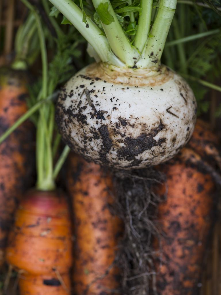 Together the two families grow a vast range of vegetables, berries, mushrooms and fruits. Picture: Zoe Phillips