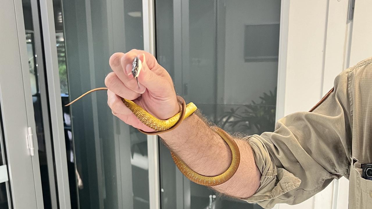 The first snake was captured and taken from the premises.