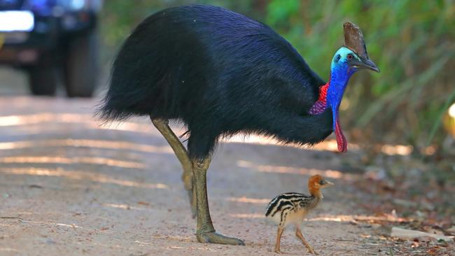 Endangered southern cassowaries (Casuarius casuarius), like the male and chick pictured, draw visitors to the Wet Tropics, CQ University Associate Professor Nathan English said. Photo - istock