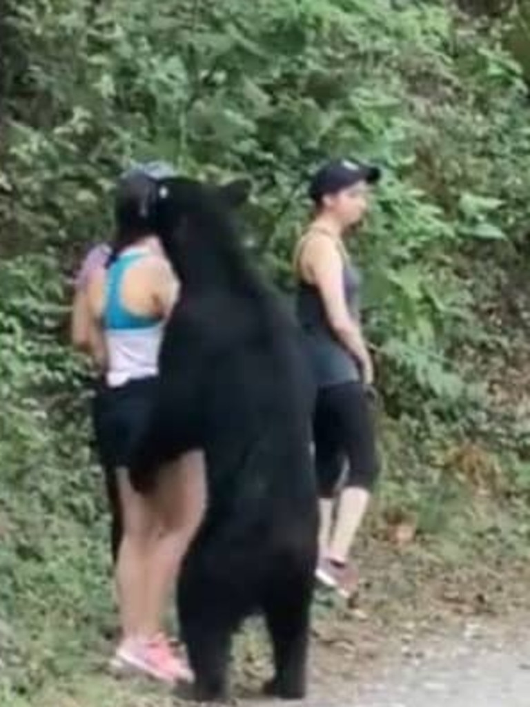 The bear stood up next to the fearless hikers.
