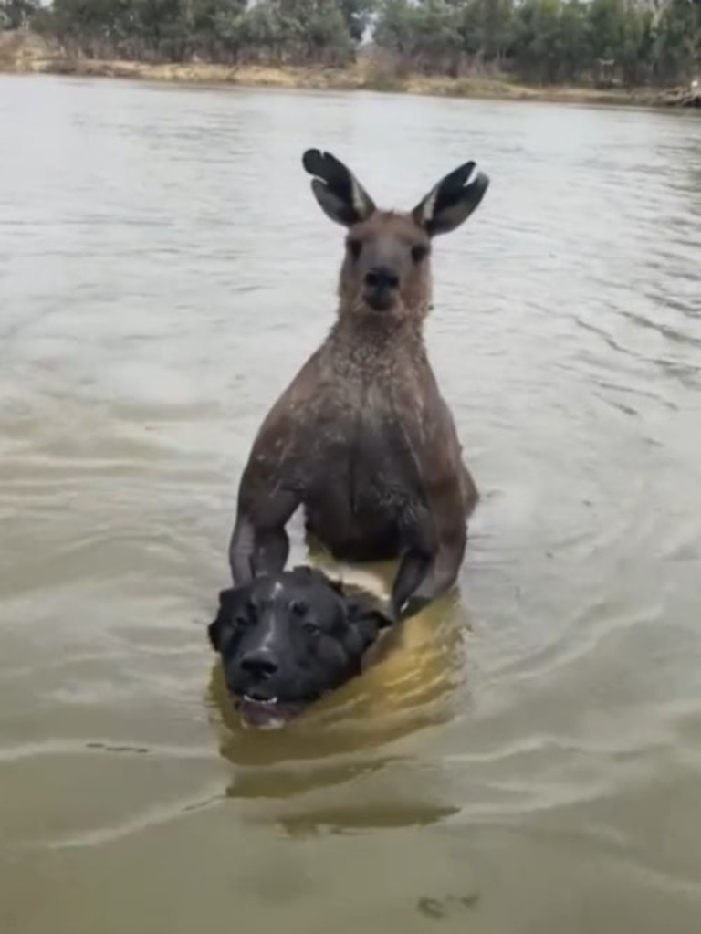 The kangaroo is seen holding the dog in the river. Picture: Tik Tok