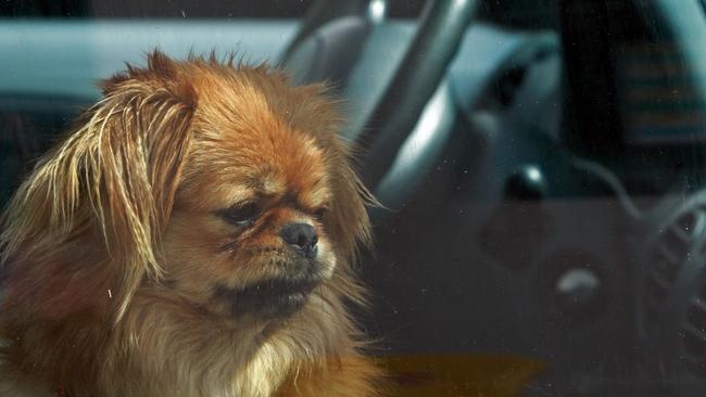 Each year, the RSPCA receives more than 1000 calls about pets being left in cars. Picture: supplied