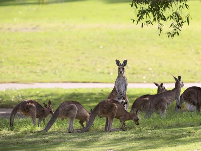 A WOMAN golfer has been viciously attacked by a kangaroo on a Gold Coast golf course. The 69-year-old was playing at Arundel Hills golf course about 9.10am when she was attacked from behind by the large roo. She suffered multiple lacerations to her face and legs and soft tissue injuries to her head. The woman was taken by ambulance to Pindara Private Hospital in a stable condition. Pics Adam Head