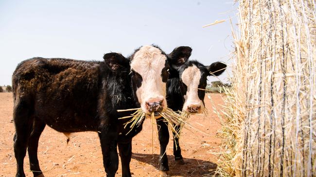 Fodder is in demand in northern NSW and Queensland. Picture: AAP Image/Morgan Sette