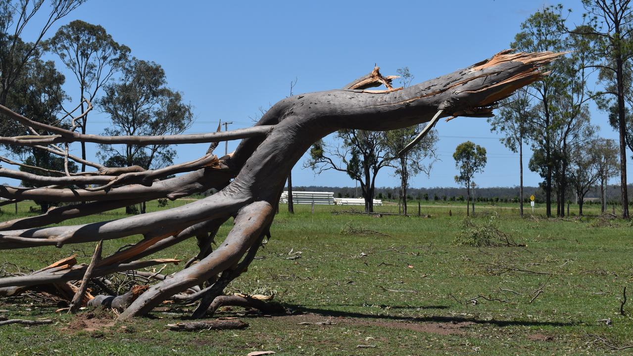 Old trees in the Bucca Hall grounds were ripped apart by fierce winds.