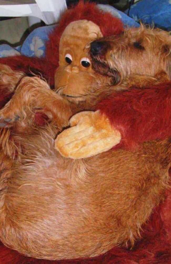 Irish Terrier Kylian and his dreamy friend. Picture: Katia Pillonell/Comedy Pets