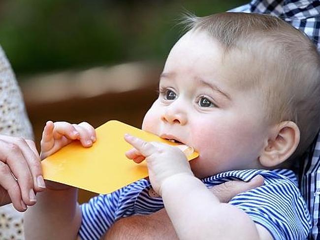 He has a penchant for chewing on car stickers. Perhaps a taste he acquired in kinder-car-ten.  