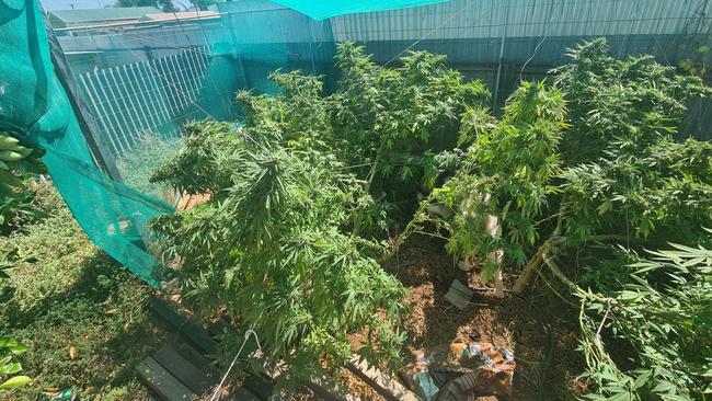 Plants allegedly found in a Whyalla drug bust. Picture: SA Police