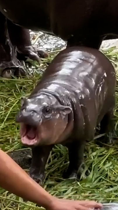 Meet Moo Deng, the most famous hippo in the world