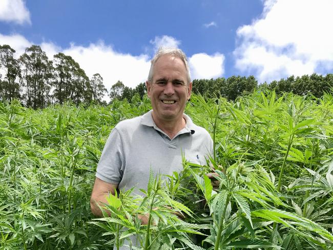 Industrial Hemp Association of Victoria vice president David Brian in a hemp crop.