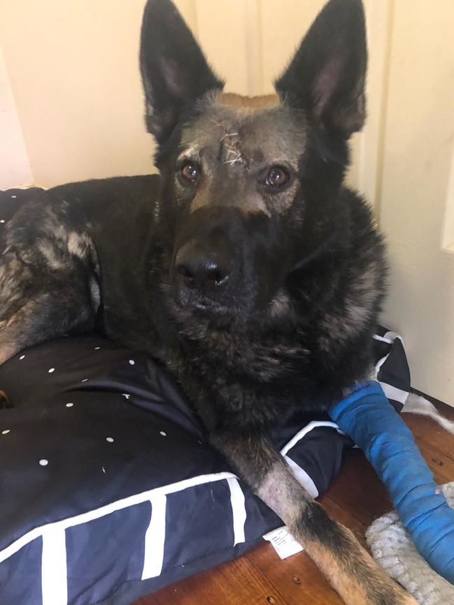 Bear the German shepherd was stabbed in Capel Sound.