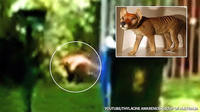 Footage claims to show Tasmanian tiger roaming Adelaide Hills | The  Advertiser