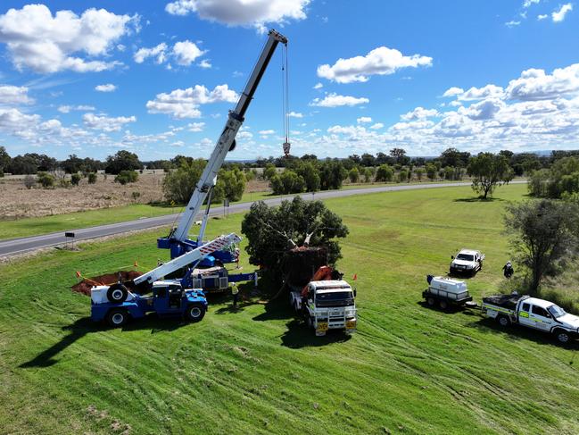 The tree was first planted at a property on Acland-Silverleigh Road that is set to be mined.