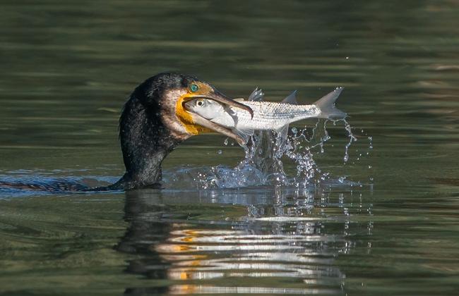 Picture: Gavin Saur/News.com.au Photo of the week