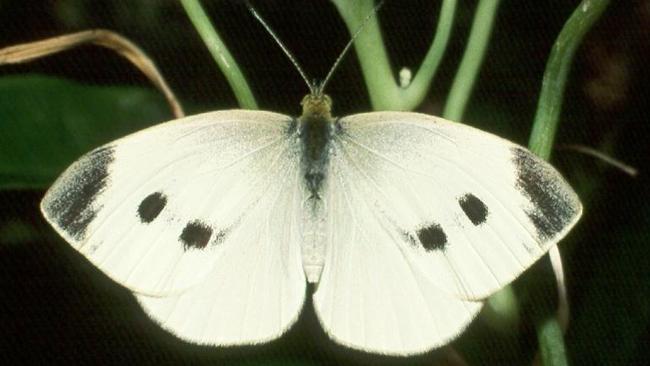 How to handle Australia's 'plague' of cabbage-chomping butterflies, Australia news