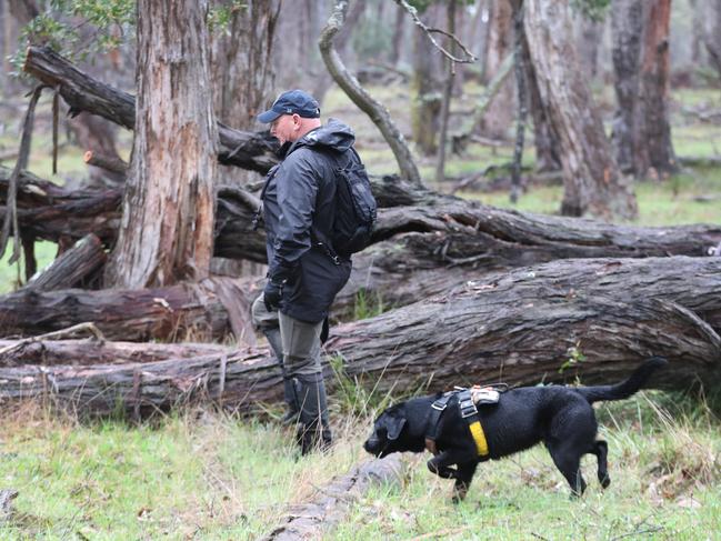 Police with dogs join a search in an area around Enfield State Park in Victoria during a search for the body of Samantha Murphy who went missing after going for a run in February, 2024. Picture: David Crosling