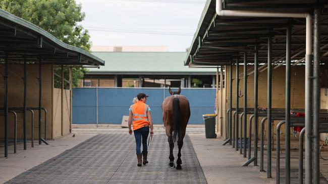 Racing SA has implemented a program aimed at supporting retired racehorses. Picture: NCA NewsWire / David Mariuz