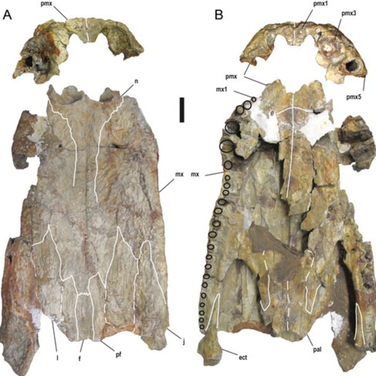 Ancient 'terror crocodile' had teeth the size of bananas - CNET