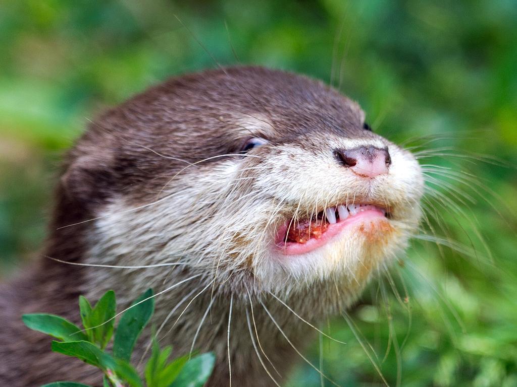 One of three young oriental small-clawed otters eats a meatball on June 18, 2015 in a zoo in Dresden, eastern Germany. Picture: AFP