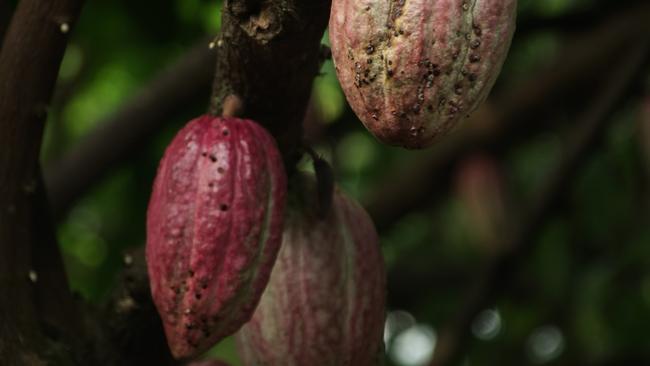 Three Cocoa pods. Picture: Unsplash