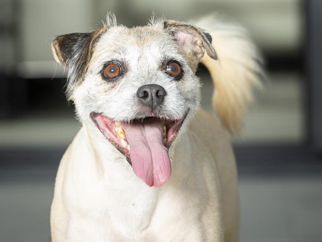 Even the dog loves it. Picture: Renae Droop/RDW Photography.