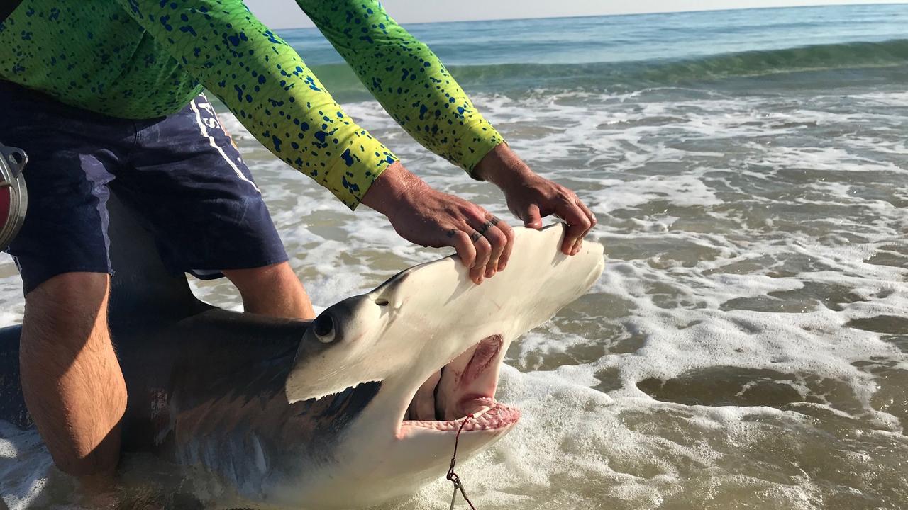 SHARK SNAPS: Big game fisher’s surprise catch and release | The Courier ...