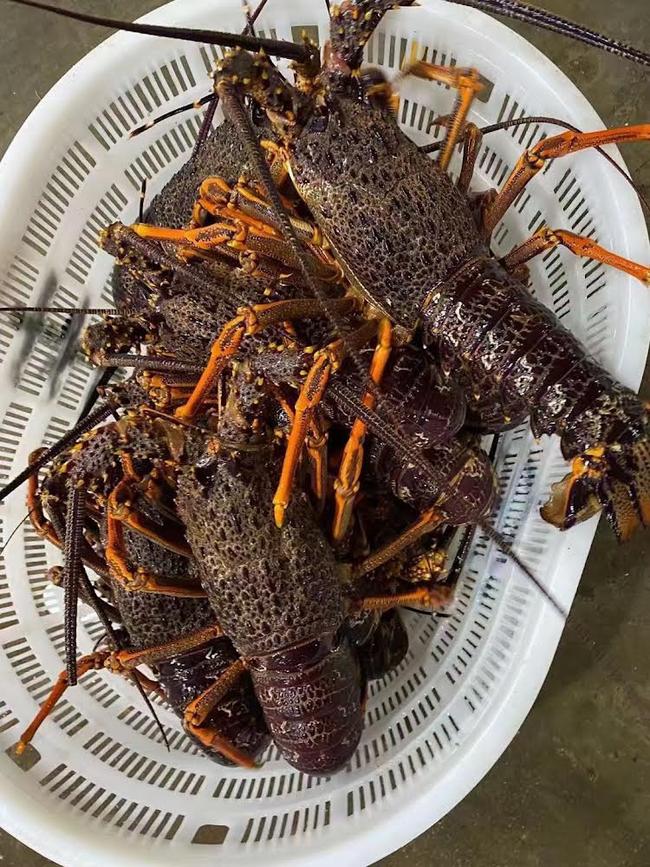 Australian lobsters for sale in Guangdong. Picture: Supplied