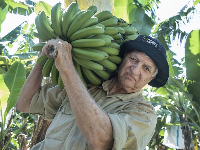 Federal Member for Kennedy Bob Katter tries his hand at banana picking. Picture: Brian Cassey