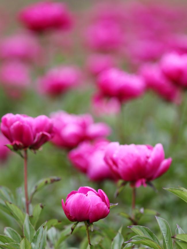 Peonietta grows about 100 varieties of peonies.