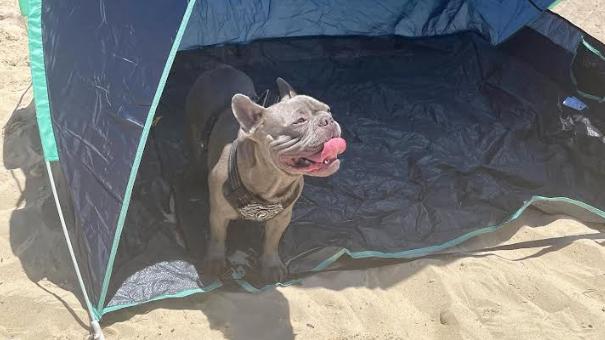 A dog owner’s rant about a few beachgoers not allowing her beloved french bulldog from sitting under a tent at the beach has sparked fiery debate on the internet. Picture: Facebook​