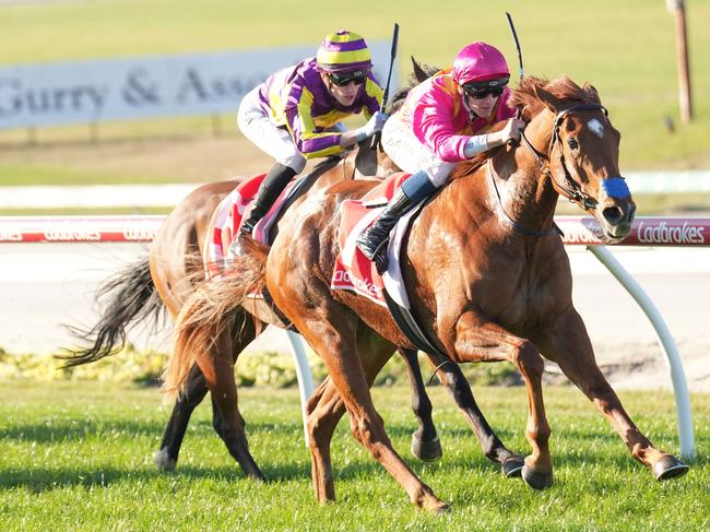 Sparkling ridden by Ethan Brown wins the Freeway Ford Class 1 Handicap at Cranbourne Racecourse on August 01, 2024 in Cranbourne, Australia. (Photo by Scott Barbour/Racing Photos via Getty Images)