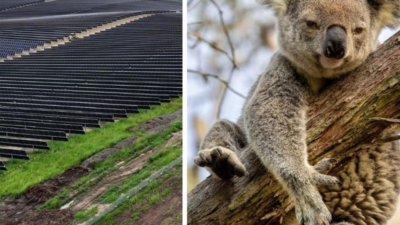 The proposed development of a 720MWp solar farm and battery storage facility between Monto and Eidsvold in the North Burnett has been met with some backlash over a perceived lack of community consultation and its potential impact on wildlife. Protesters tore down a fence constructed around a solar far just to the west of this development earlier in January 2025.