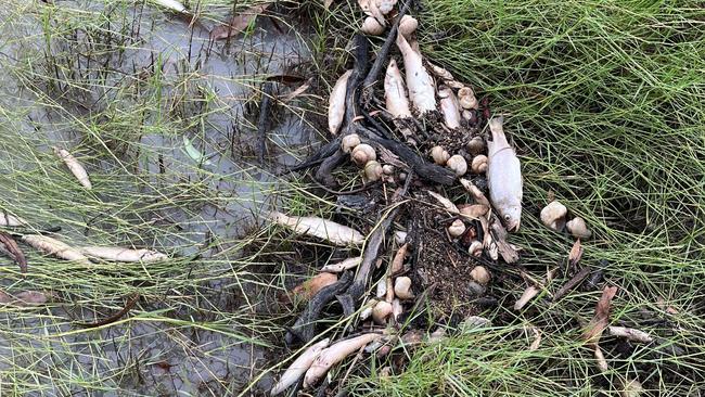 Newcastle Creek fish kill event. Picture: Supplied