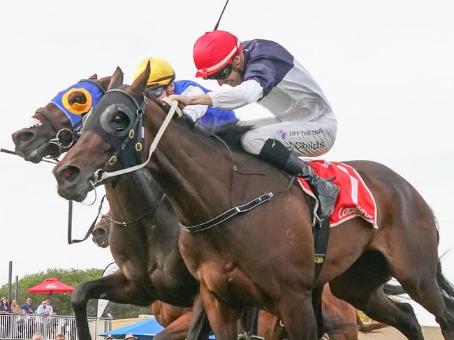 Thought Provoking will take on WA star Amelia's Jewel in Friday night's Group 2 Stocks Stakes at The Valley. Picture: Racing Photos.