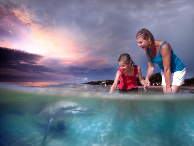 Visitors can swim with dolphins at Tangalooma on Moreton Island.