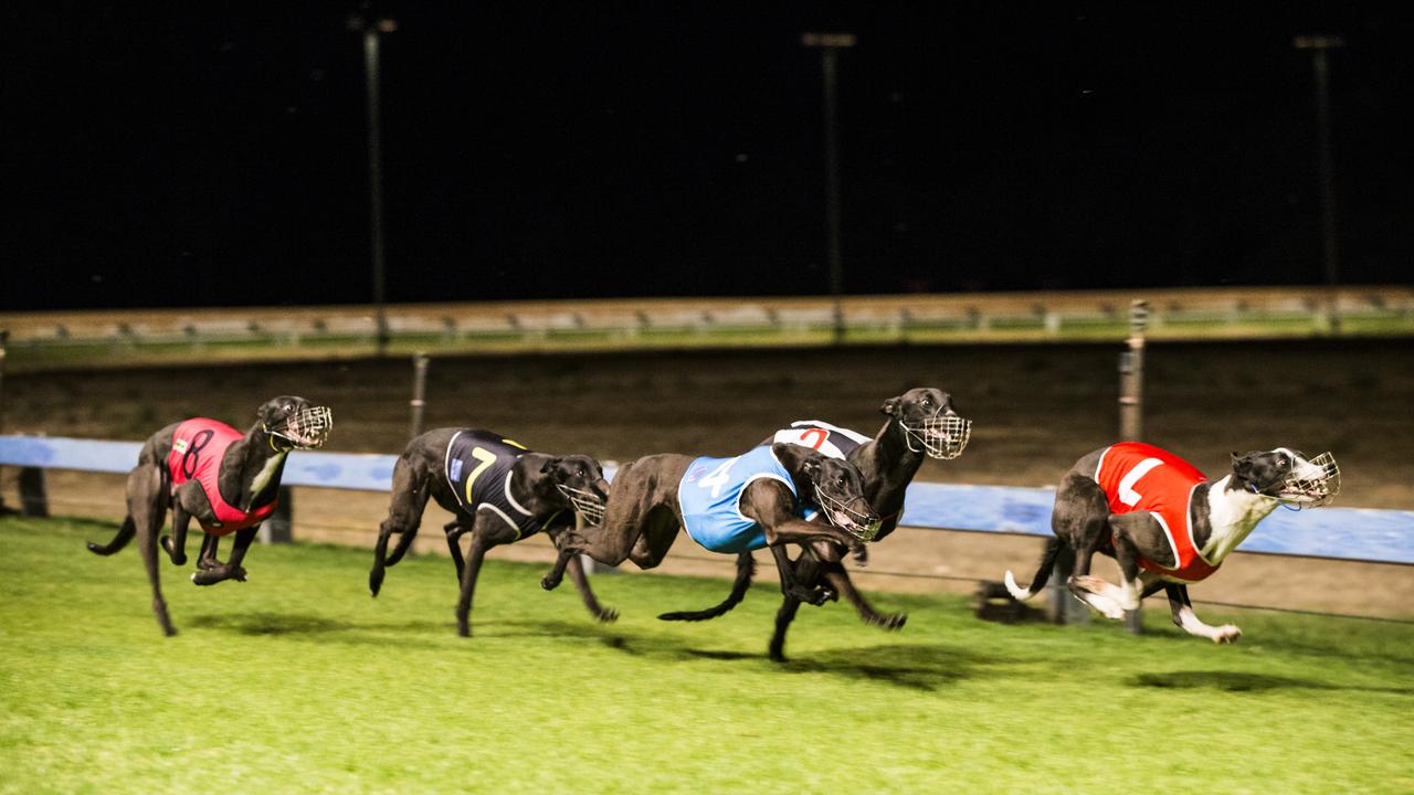 Greyhound racing: Why NSW loves going to the dogs | Daily Telegraph