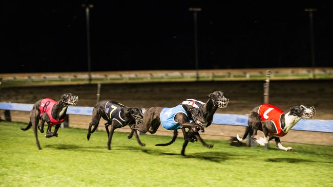 The Coonamble Greyhound Carnival has a true blue following. Picture: Dylan Robinson