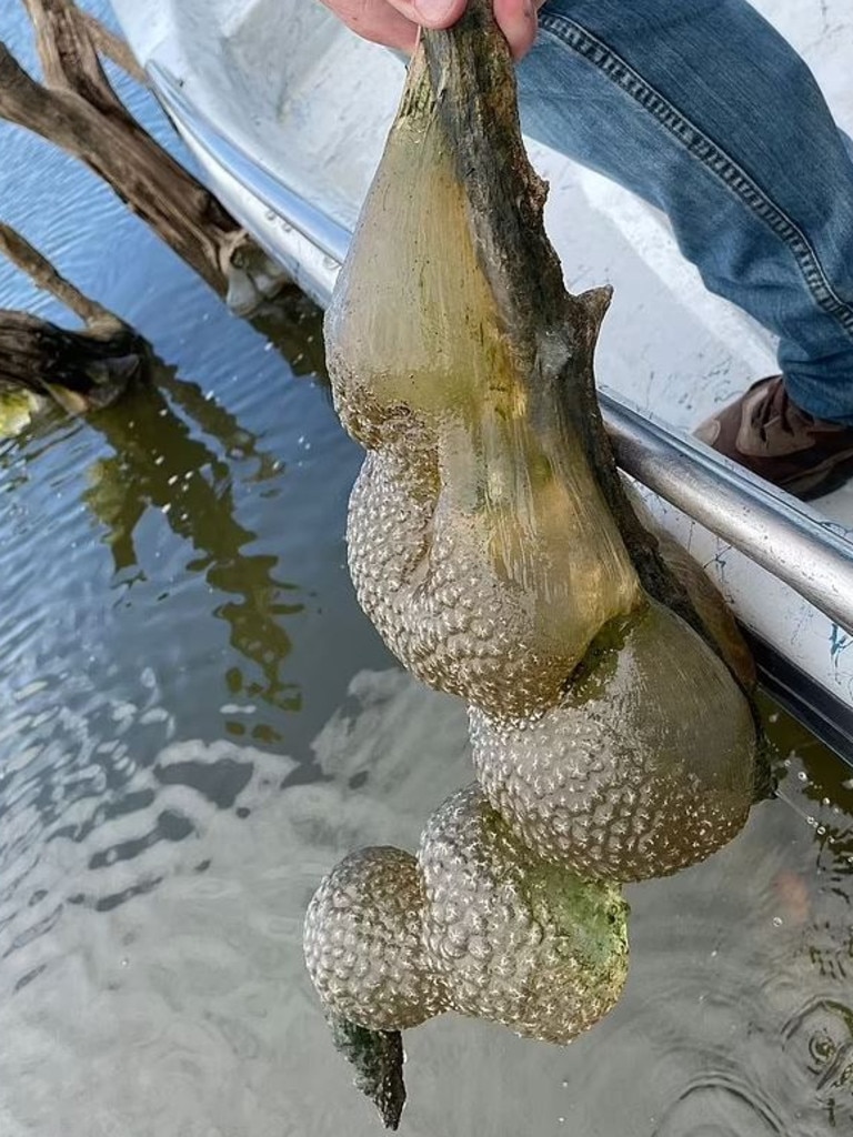The jelly exterior is a soft shell made of a substance called chitin. Picture: Oklahoma Department of Wildlife Conservation.