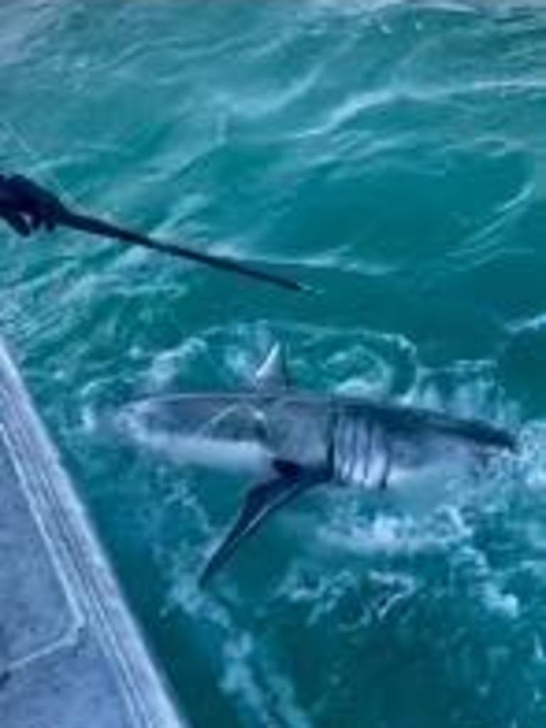 “Five or six” great white sharks spotted near Cape Jaffa. PICTURE: RecFish SA