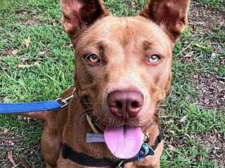 Tilly is Pet of the Week at Coffs Harbour RSPCA shelter. Picture: Contributed