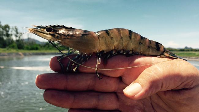 Seafarms Group will be farming these types of black tiger prawns for its Project Sea Dragon.