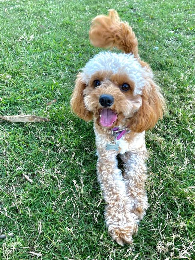 Lucy, Southport is a very faithful and loveable puppa. Having this dog brings a moment of joy and excitement in everyone’s life. She adores everybody and every other doggie; absolutely loves her cuddles and kisses. She is so cute and will refuse to sleep anywhere but on top of your head in bed.
