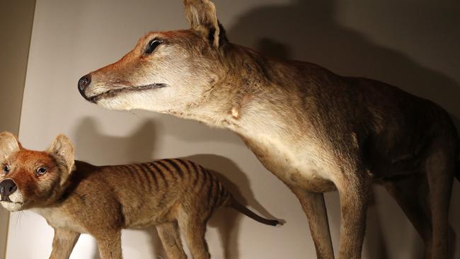 Thylacine, Size, Photo, Sightings, & Cloning