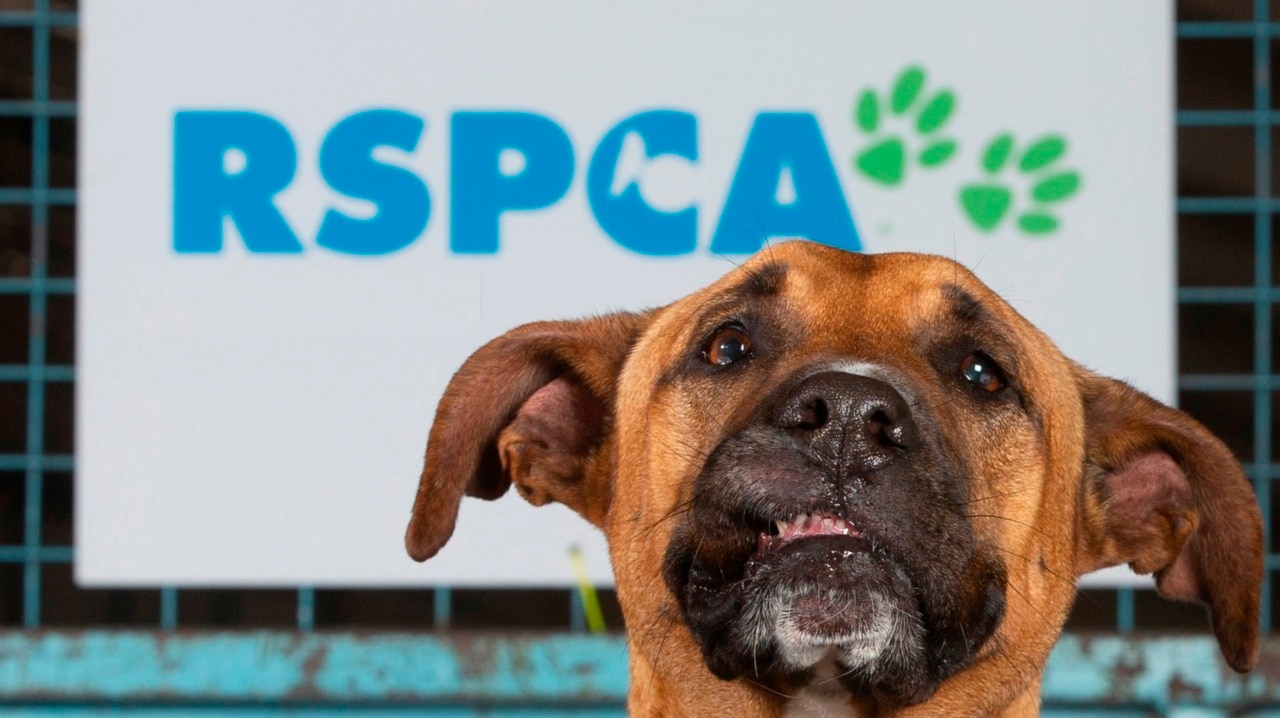 Report finds RSPCA NSW may have underpaid more than 1600 staff